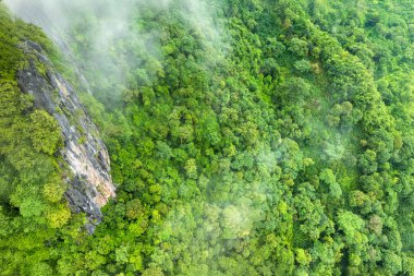 Tropikal ormanlar atmosferden büyük miktarlarda karbondioksit emebilir..