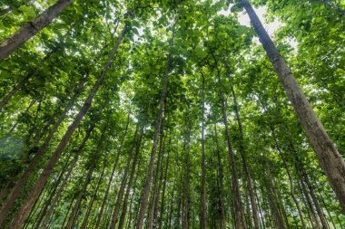 Chiang Mai, Tayland 'daki ormancılık çiftliklerindeki meşe ağaçları..