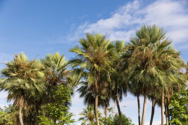 Balmumu palmiye veya Carnauba, Brezilya 'nın kuzeydoğusunda yetişen bitki..
