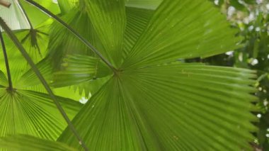 Licuala grandis veya botanik bahçesindeki Vanuatu Fan Palm.