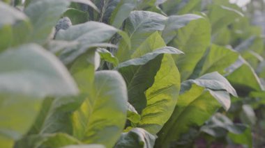 Çiçekli tütün bitkileriyle organik tohum üretimi için tarla.