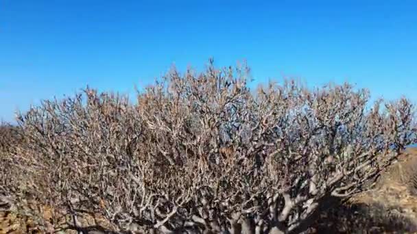 Vista Panorâmica Paisagem Planalto Deserto Sul Ilha Tenerife Espanha — Vídeo de Stock