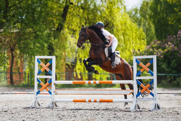 Young Female Rider Jumping Obstacle Her Show Jumping Competition Stock Image