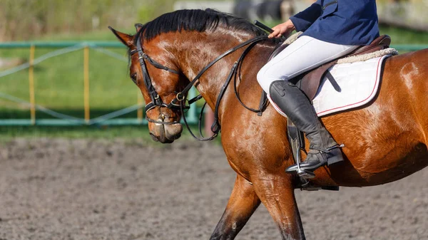 Close up image of bay horse with rider on its back in showjumping event.