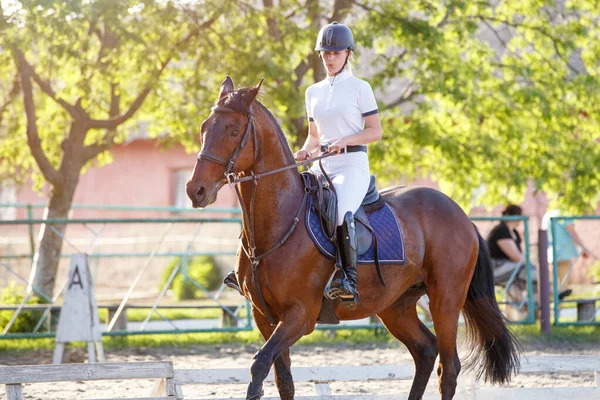 Jovem Cavaleiro Mulher Equitação Baía Cavalo Aquecimento Até Antes Showjumping Imagens De Bancos De Imagens Sem Royalties