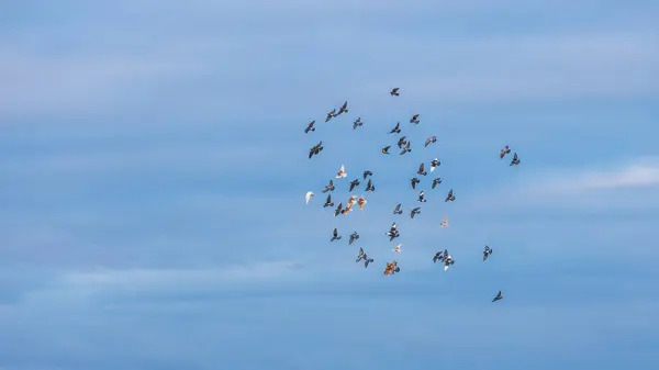 Flock Pigeons Flying Overcast Sky Stock Picture