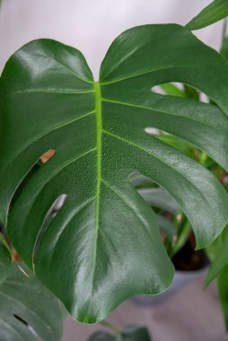 Monstera Deliciosa 'nın evdeki yapraklarına yakın çekim.