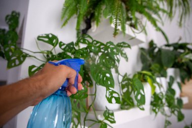 Yaprakları nemlendirici spreyle ıslatır, havayı nemlendirir Canavarlar, maymun maskesi