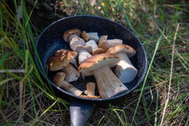 Boletus scaber (Leccinum scabrum) ormanda bir tavada taze toplanmış mantarlar