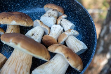 Boletus scaber (Leccinum scabrum) ormanda bir tavada taze toplanmış mantarlar