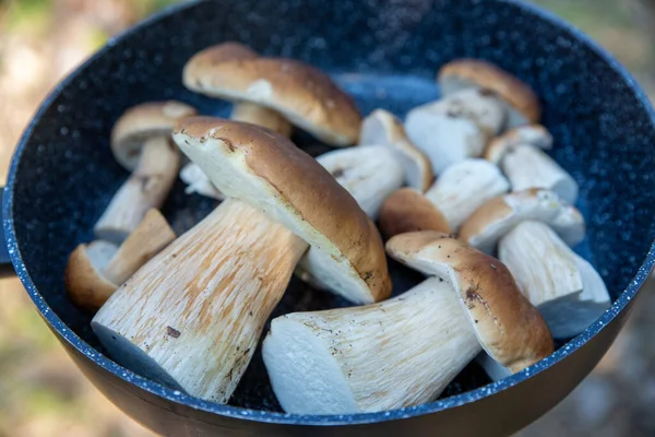 Boletus scaber (Leccinum scabrum) ormanda bir tavada taze toplanmış mantarlar