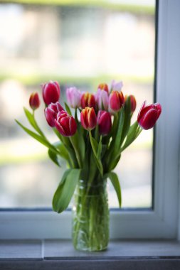 beautiful tulips stand in a vase by the window
