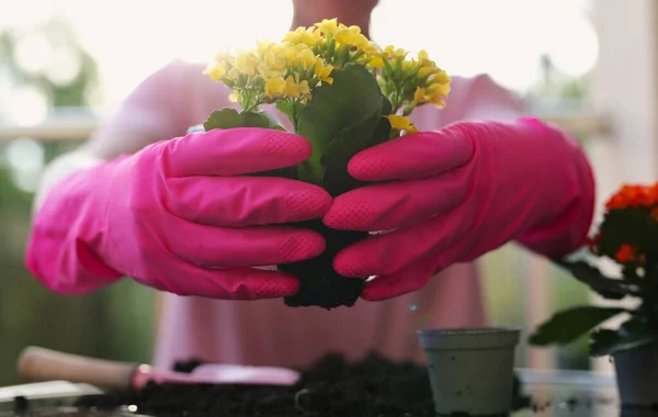 planting flowers at home, a girl plants beautiful flowers in pots at home. female hands in pink gloves, the beginning of spring, beautiful vases with flowers