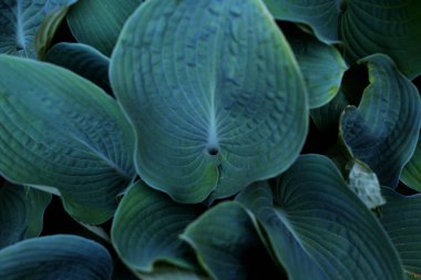 beautiful large green leaves, stylish, natural background
