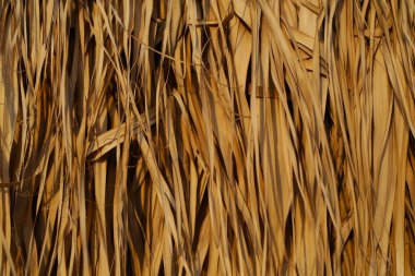 Doğal altyapılar, buğday, ot, kuru ahşap, bej renkler, sıcak renkler