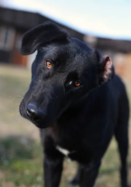 Schöne Reinrassige Streunende Hunde Porträts Von Straßenhunden Nationaler Welpentag — Stockfoto