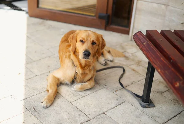 Beautiful Young Golden Retriever Lies Waits Owner Puppy Obedient Kind — Stock Photo, Image
