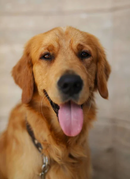 a beautiful, young golden retriever, lies and waits for the owner, the puppy is obedient and kind. portrait retriever
