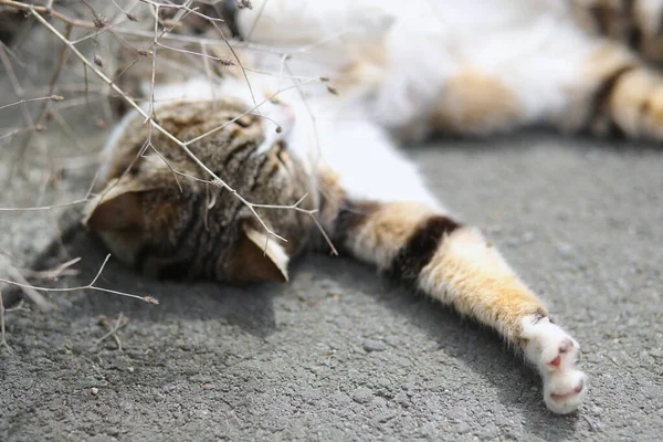 Güzel Bir Sokak Kedisi Çalıların Arasında Pusuya Yatmış Hayvan Yerde — Stok fotoğraf