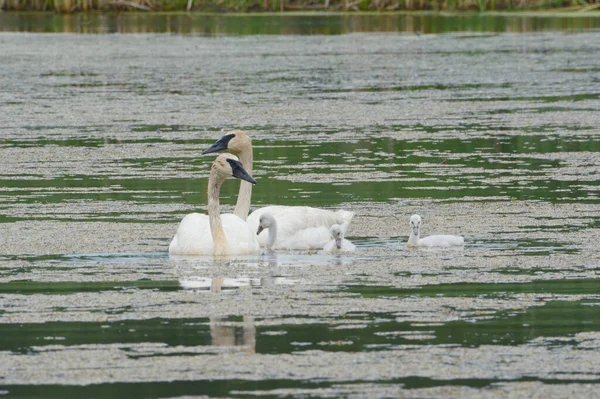 在一个北美小天鹅家庭的夏日美景中 天鹅们在一个淡水湖边紧紧地游动着 — 图库照片