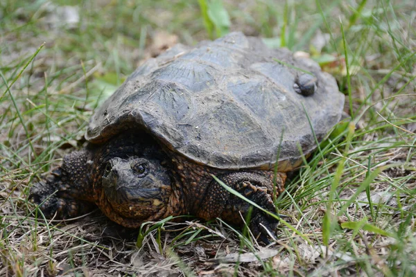 Summer Closeup Juvenile Snapping Turtle Nestled Patch Grass — Stock Photo, Image