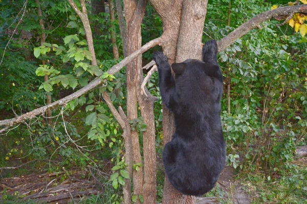 Letní Zajetí Mladého Severoamerického Černého Medvěda Šplhajícího Malý Kmen Stromu — Stock fotografie