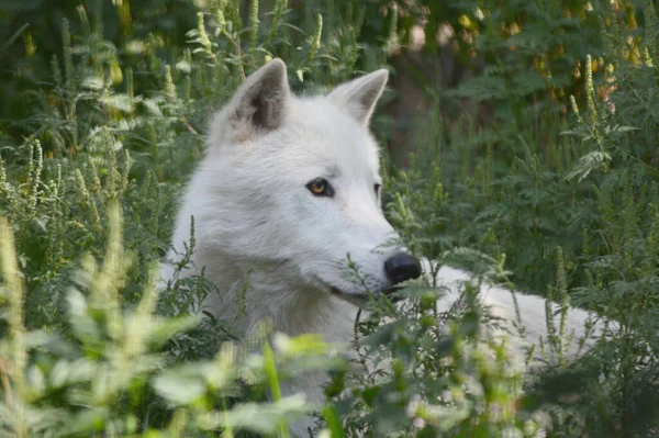 Letnie Zbliżenie Białego Dorosłego Wilka Arktycznego Siedzącego Jakimś Gęstym Siedlisku — Zdjęcie stockowe