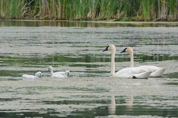 一个北美小天鹅家庭的夏景 栖息在一个淡水湖栖息地上 — 图库照片