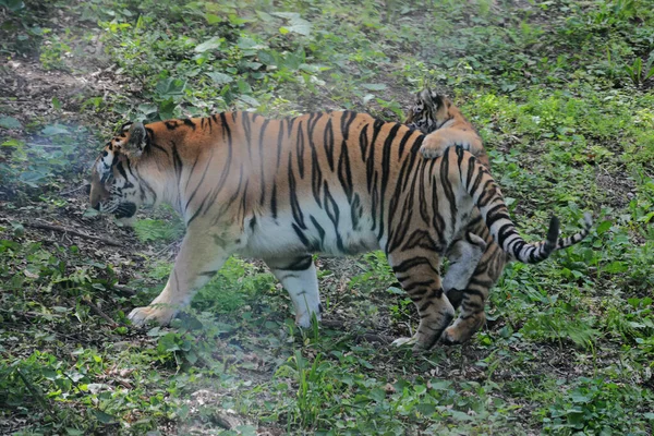 Involucrante Vista Verano Sobre Una Madre Tigre Siberiana Amur Con — Foto de Stock