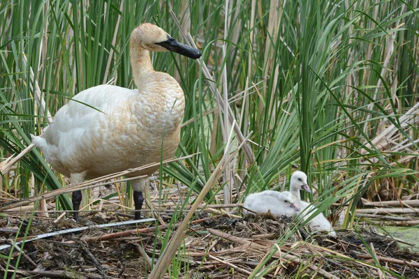 Summer Closeup Adult North American Trumpeter Swan Standing Two Young — Stock Photo, Image