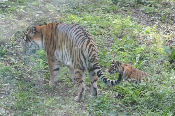 Cieniste Letnie Schwytanie Dorosłego Tygrysa Syberyjskiego Amur Tuż Nim Młode — Zdjęcie stockowe