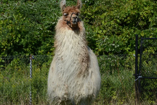 Vue Estivale Ensoleillée Sur Curieux Lama Captif Exposé Zoo Minnesota — Photo