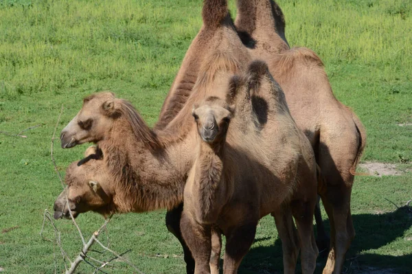 Солнечный Летний Захват Семьи Трех Бактрийских Верблюдов Стоящих Рядом Зеленом — стоковое фото
