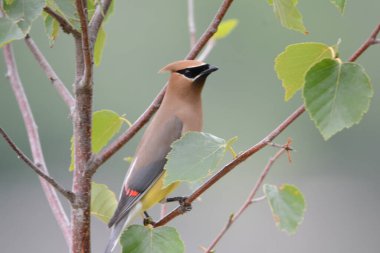 Çekici bir yaz mevsimi, Kuzey Amerika sedir ağacının küçük bir dalına sessizce tünemiş..