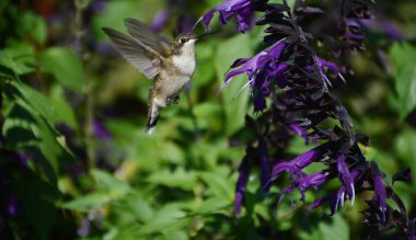 Havada süzülen, yakut boğazlı, mor bir çiçeğin nektarını yudumlayan dişi bir sinekkuşunu yakalıyor..