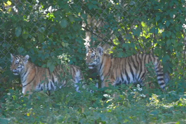 Prise Estivale Ombragée Deux Petits Tigres Sibérie Amour Marchant Travers — Photo