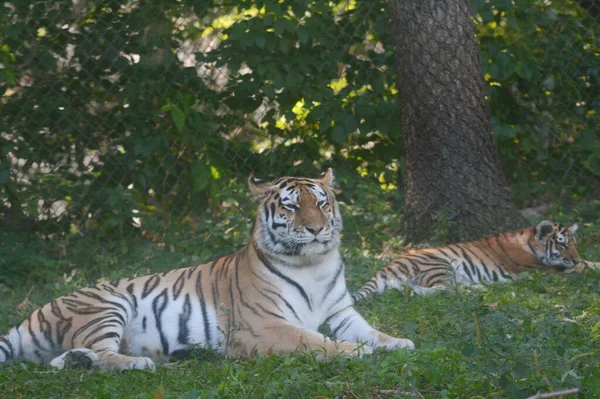 Cieniste Letnie Widoki Syberyjską Amurską Matkę Tygrysa Młode Relaksujące Trawiastym — Zdjęcie stockowe