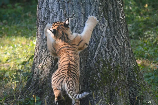 Частково Затінене Літнє Полонення Сибірського Тигра Який Чухається Великому Стовбурі — стокове фото