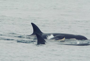 California, Monterey Körfezi 'nde hızla seyir halindeki Orka ailesine bir göz atalım..