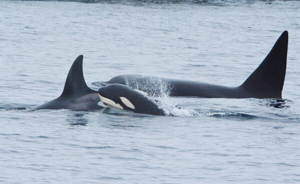 Engaging capture of Orca parents and calf traveling close together in Monterey Bay, California.
