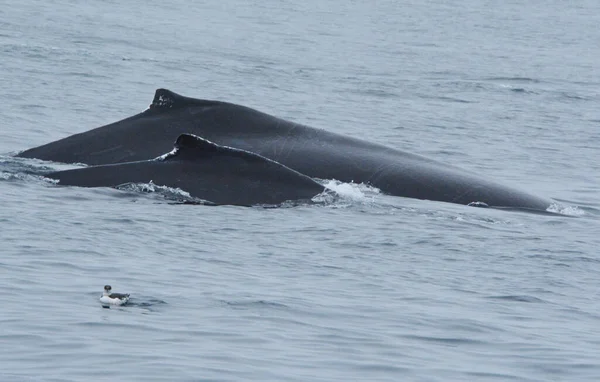Close Uma Baleia Jubarte Adulto Bezerro Surfando Monterey Bay Califórnia — Fotografia de Stock