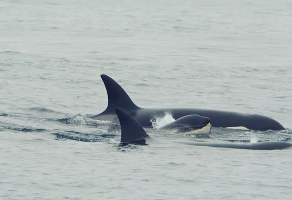 Vislumbrando Uma Família Orcas Cruzando Rapidamente Baía Monterey Califórnia — Fotografia de Stock