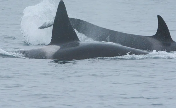 Vista Dinâmica Dois Adultos Orca Salpicando Pelo Outro Monterey Bay — Fotografia de Stock