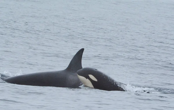 Engaging Closeup Orca Parent Calf Cruising Close Together Thru Monterey — Stock Photo, Image
