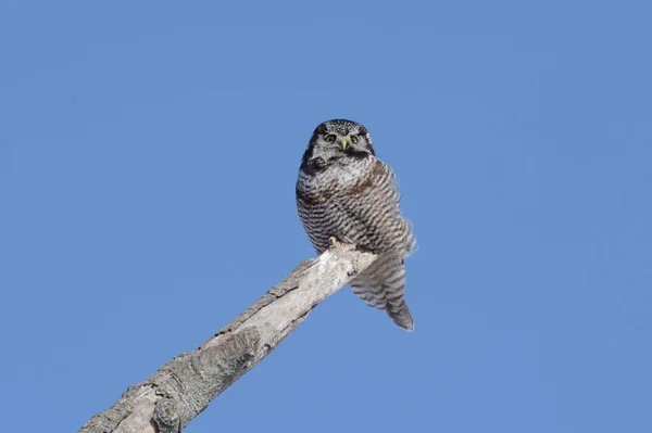 Bright Capture Northern Hawk Owl Perching Atop Long Tree Snag — Stock Photo, Image