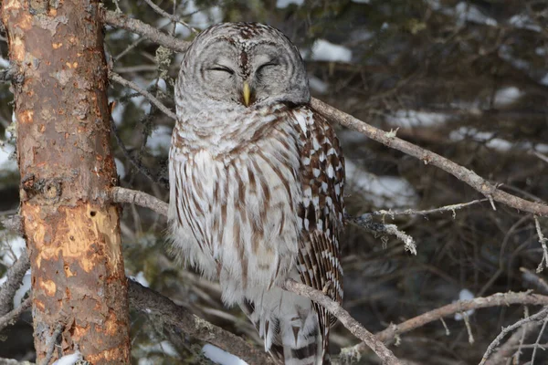 Engaging Winter Closeup Napping North American Barred Owl Perching Small — Photo