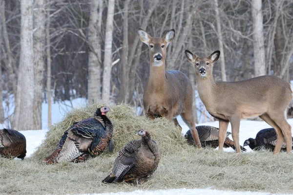 2匹の白鹿といくつかの野生の七面鳥の冬の捕獲は 干し草の山の周りに集められた — ストック写真