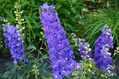 Mor Delphinium (larkspur) çiçekleri ve yemyeşil yeşillik içeren bahar bahçesi portresi.