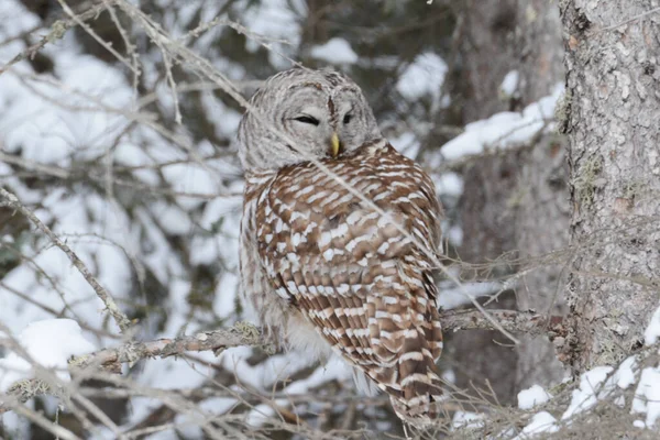 Striking Winter Closeup North American Barred Owl Sitting Tree Branch — Stock Photo, Image