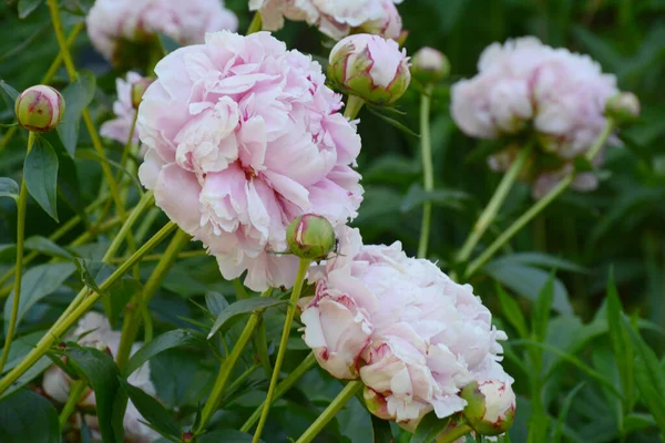 Крупный План Розово Белом Кустарниковом Кустарнике Розовые Почки Цветы Культивируемом — стоковое фото
